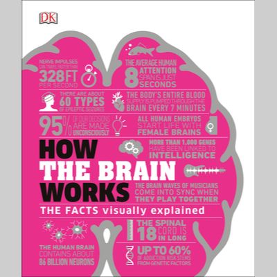 How the Brain Works: The Facts Visually Explained EnglishBookHouse